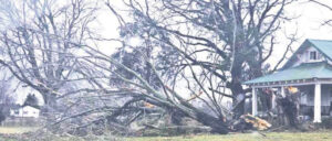 Tornado uprooted trees, scattered debris