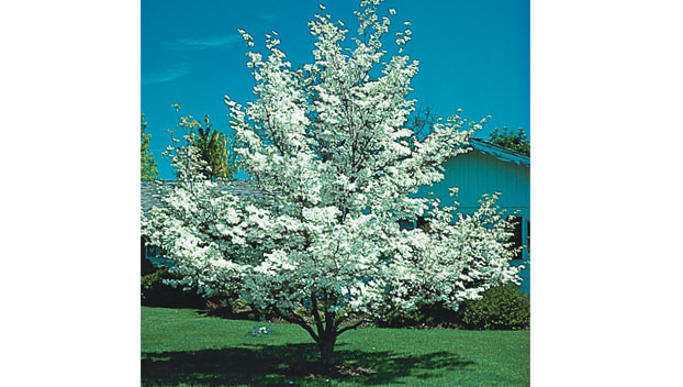 Arbor Day Foundation offers 10 free trees for joining in ...